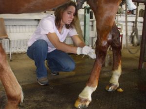 Injecting medication into the hocks