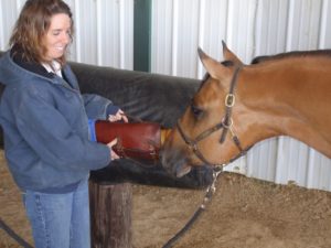 Young stallion examining the artificial vagina (AV)