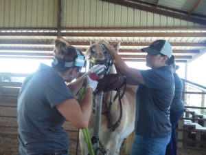 Yearly vaccinations & dentals... 