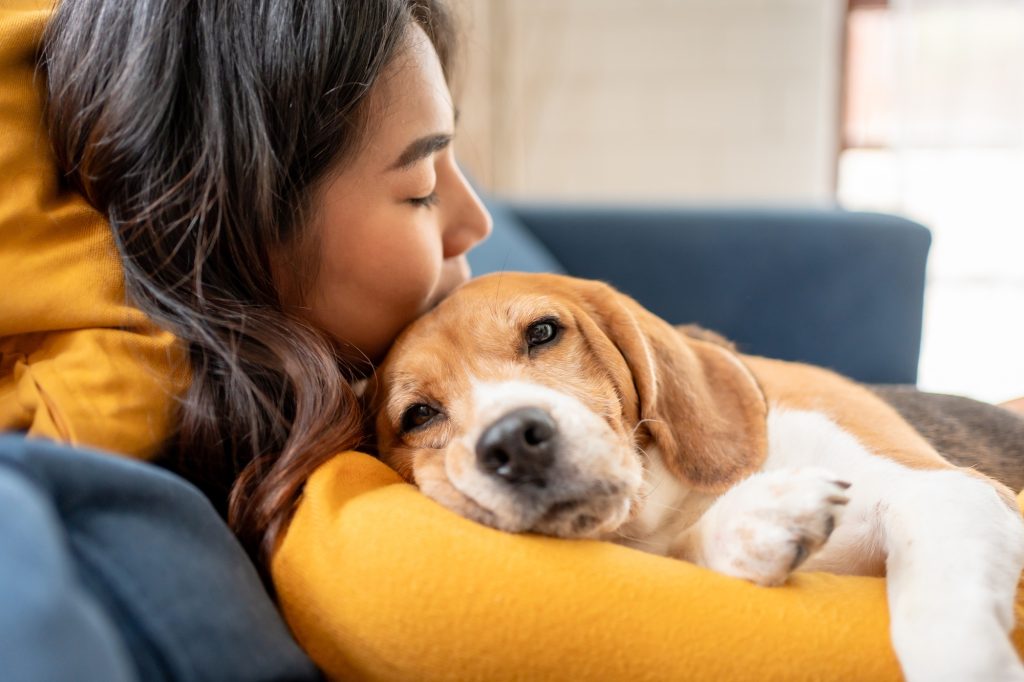 Adorable Beagle dog puppy sleeping on young female owner's shoulder.