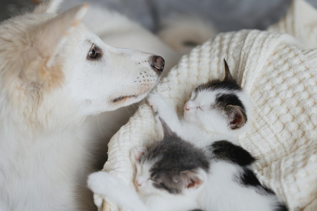 Adorable white puppy looking at cute little kittens sleeping on soft blanket in basket. Adoption