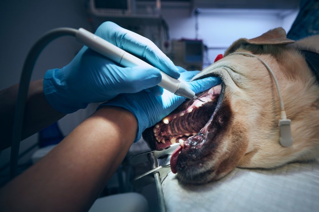 Old dog in animal hospital