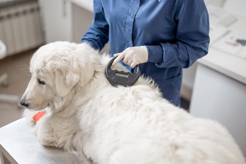 Veterinarian checking microchip implant under sheepdog dog